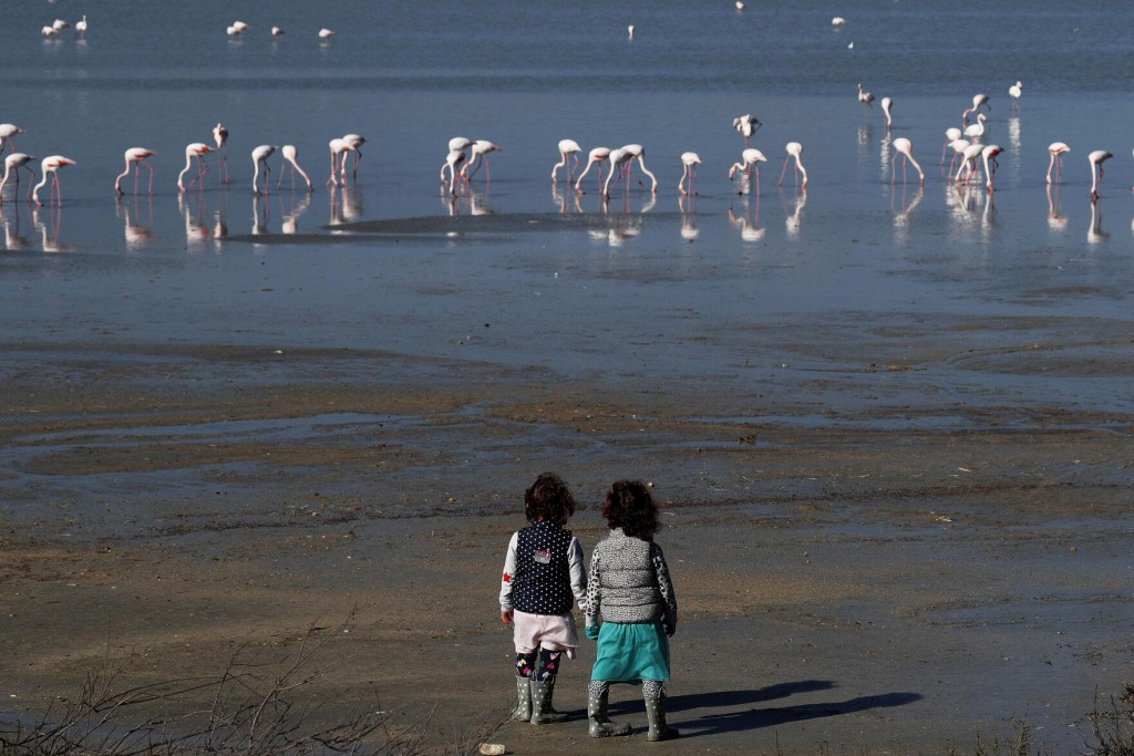 Cyprus Activists: Hunters’ Lead Pellets Threaten Flamingos