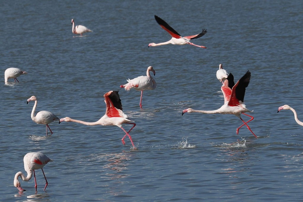 Cyprus Activists: Hunters’ Lead Pellets Threaten Flamingos