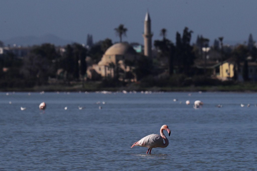 Cyprus Activists: Hunters’ Lead Pellets Threaten Flamingos