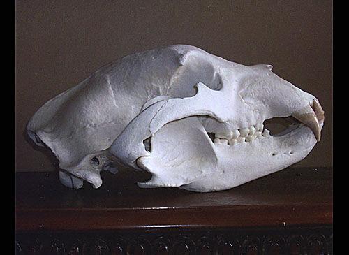 Angler Hauls In Monster Lake Trout At Wyoming Reservoir