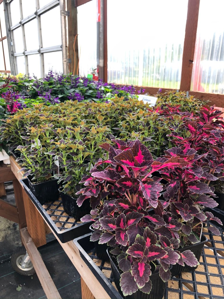 Extreme Team Gardening For Grands Sculptured Gardens 5