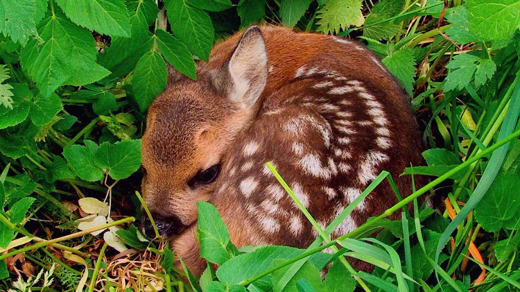 Baby Deer