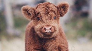 Baby Cow
