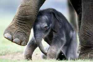 Baby Elephant