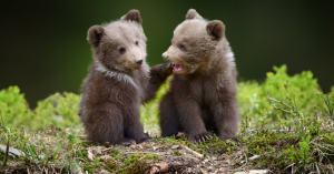 Baby Bears