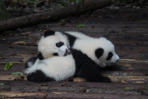Baby Pandas