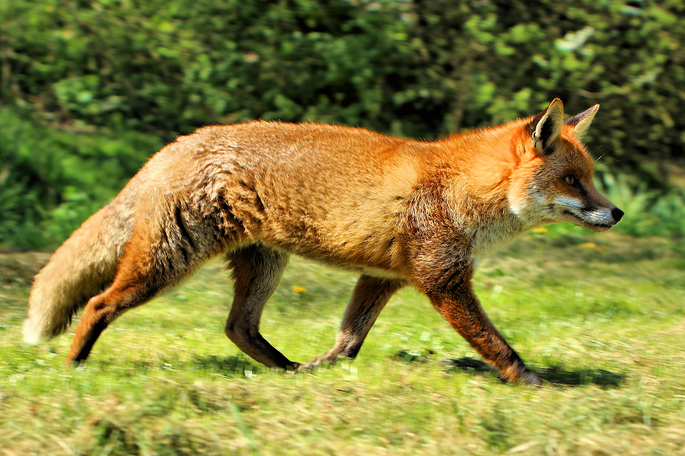 Red Fox1