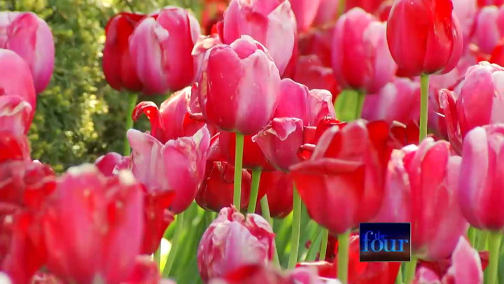 Mission Point Tulip Season Comes To An End