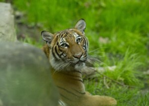 Who Downgrades Covid Pandemic, Says It’s No Longer Emergency