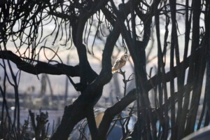 Maui Has Released The Names Of 388 People Still Missing After Deadly Wildfire. Here’s The Latest