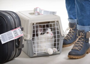 Alaska Air To Buy Hawaiian Airlines In A $1.9 Billion Deal That May Attract Regulator Scrutiny