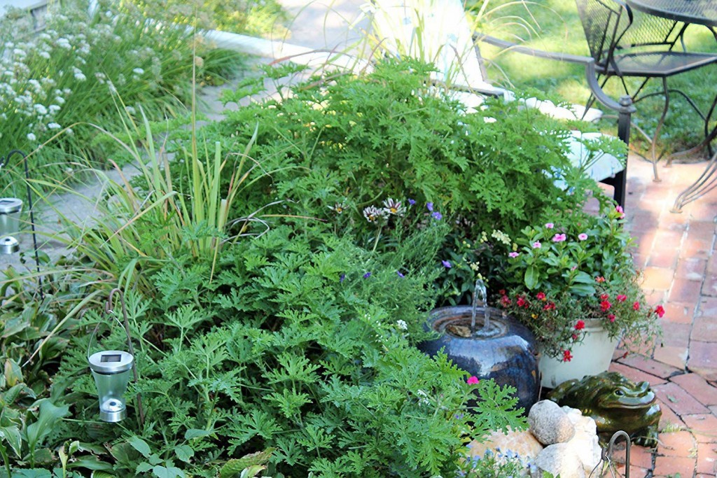 5 Plants That Naturally Repel Mosquitoes