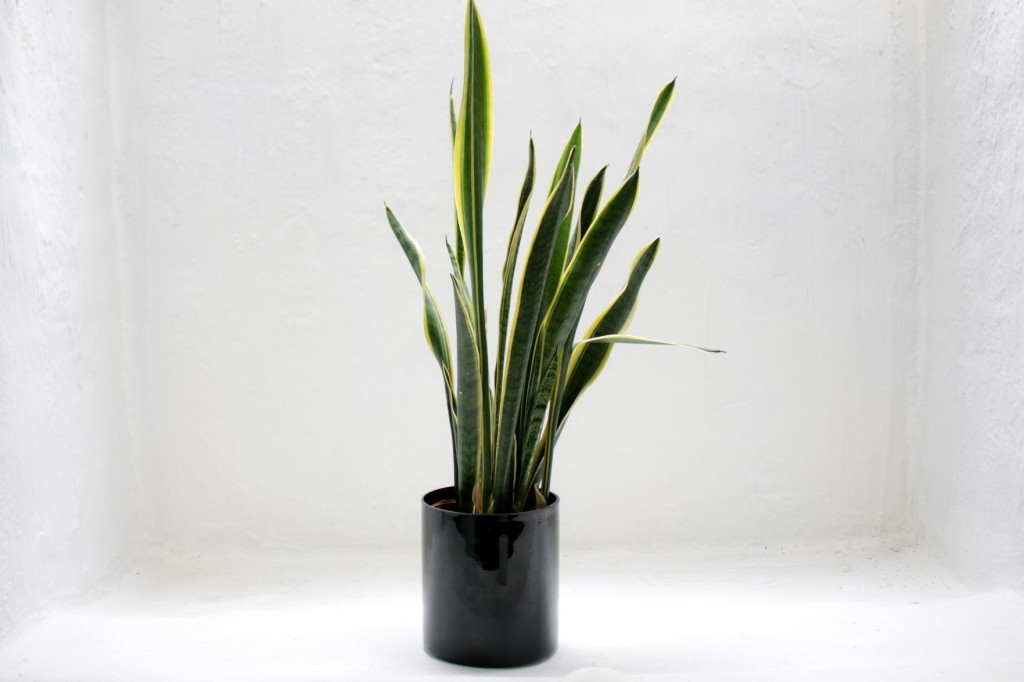 3 Houseplants That Will Survive The Fall And Winter