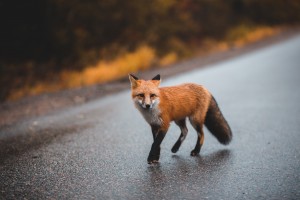 Red Fox on Road