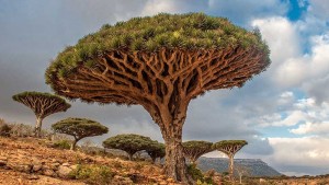 Socotra Yemen