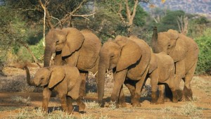 Elephant1