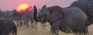 Elephant3