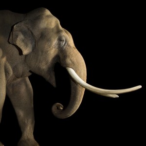 Elephant4