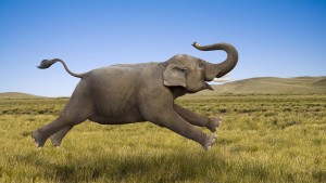 Elephant5