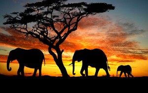 Elephant6