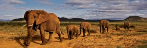 Elephant7