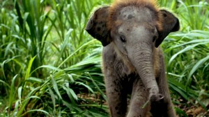 Elephant8