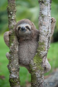 Sloth