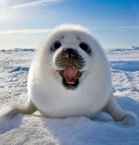 White Seal