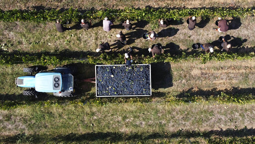 Ap Photos: Italian Grape Harvest Plows On Through Pandemic