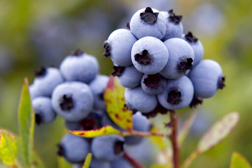 Maine Blueberry Industry Reels From Drought, Frost, Virus