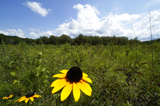 Efforts Afoot To Save South’s Disappearing Grasslands