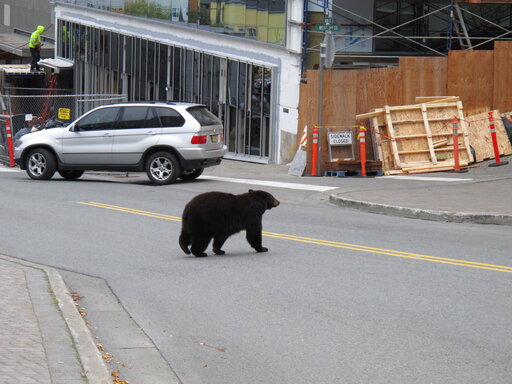 More Young Bears, Less Food Send Them To Juneau’s Garbage