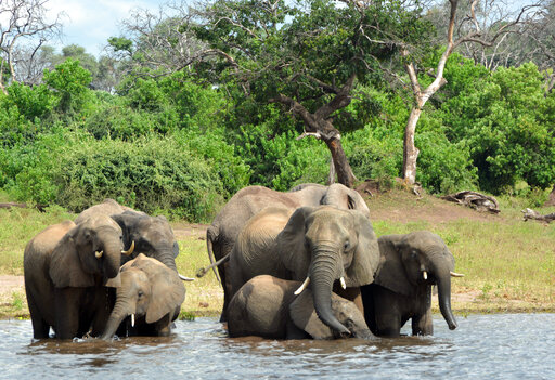 330 Elephants In Botswana May Have Died From Toxic Algae