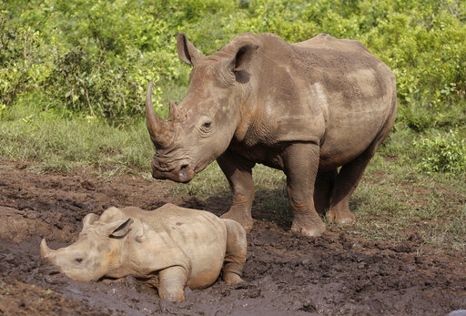 South Africa’s Rhino Poaching Drops During Virus Lockdown