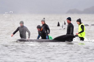 Almost 500 Pilot Whales Stranded On Australian Island State