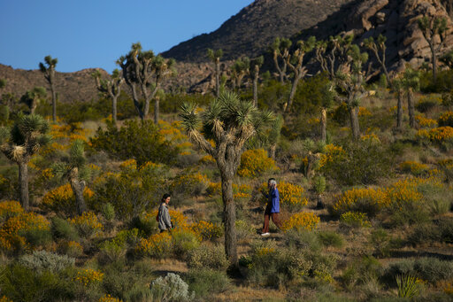 California Accepts Petition To Protect Western Joshua Tree