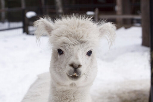 Brown Bear Breaks Into The Alaska Zoo, Kills Popular Alpaca