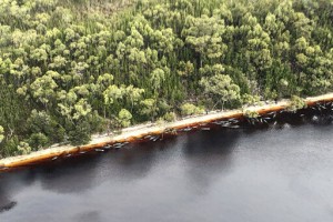 70 Whales Rescued From Australia’s Worst Mass Beaching