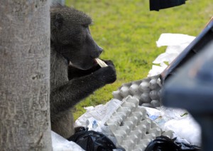Troublesome South African Baboon Evicted For Raiding Homes