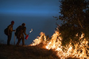 Largest California Wildfire Threatens Marijuana Growing Area