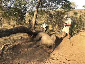 Zimbabwe Elephants Died From Bacterial Disease, Say Experts