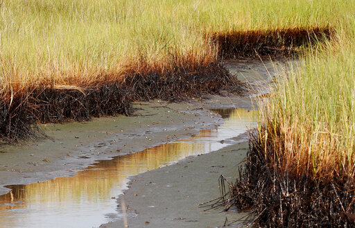 $215m In Bp Oil Spill Money To Restore Louisiana Marshes