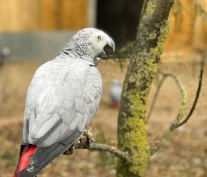 Gray Parrots Separated At Zoo After Swearing A Blue Streak