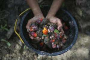Us Says It Will Block Palm Oil From Large Malaysian Producer