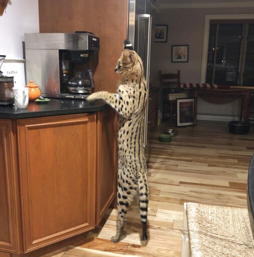 Spartacus The Serval Cat Found Safe After Escape From Home