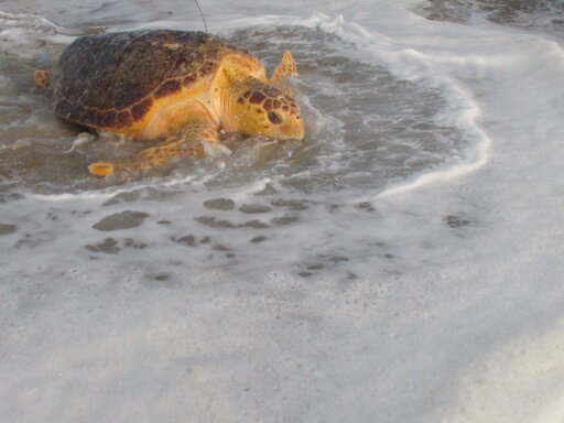 Once Near Death, Rescued Sea Turtles Sent Back To The Ocean