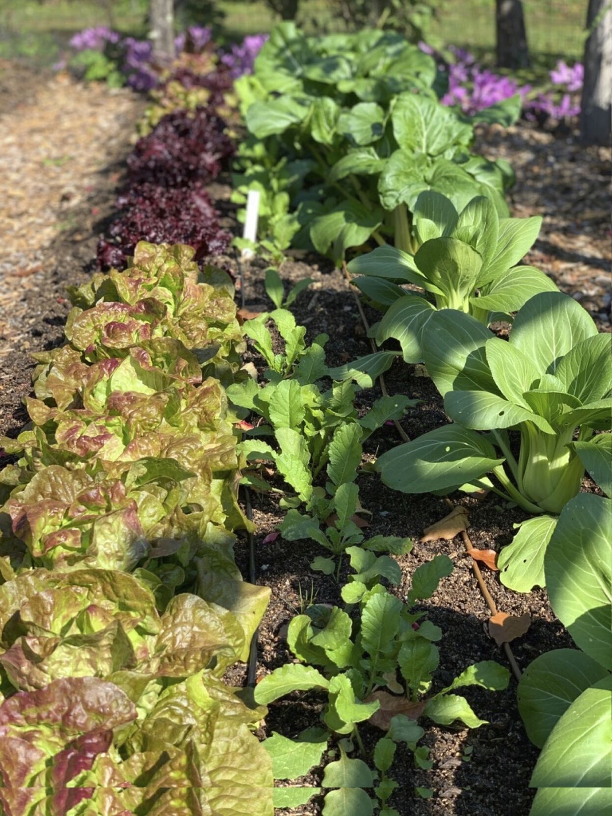 Frost Doesn’t Mean The Gardening Season’s Over