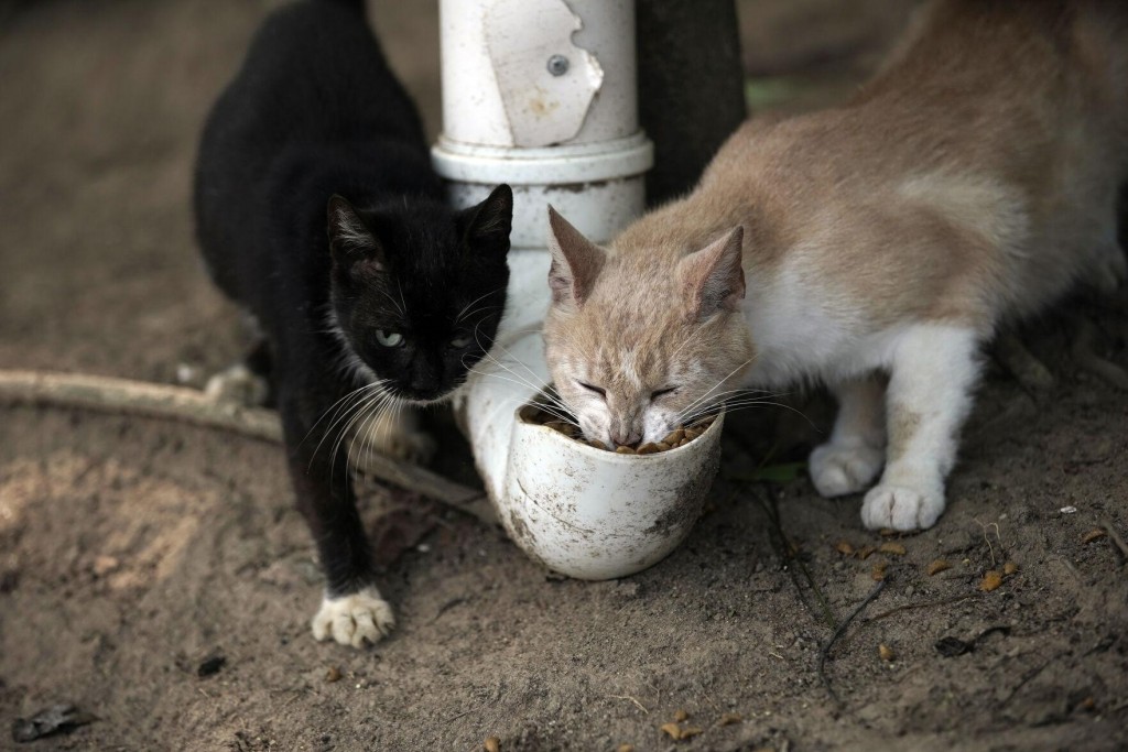 On Brazil’s Tropical Island Of Cats, Virus Led To Starvation