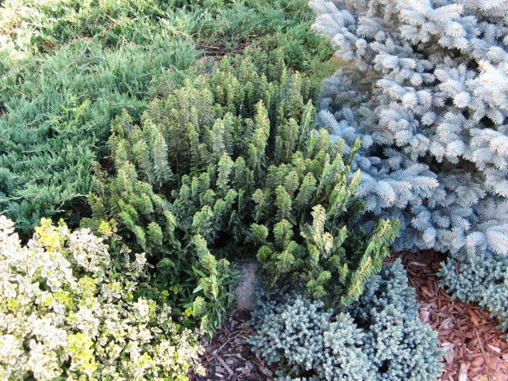 Article With Child Image & Collection Assets # 2