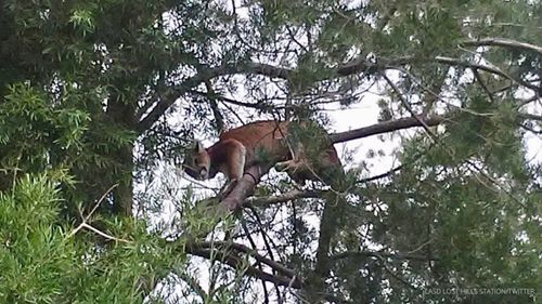 Mountain Lion Sighting Prompts Warning To Keep Small Children, Pets Indoors